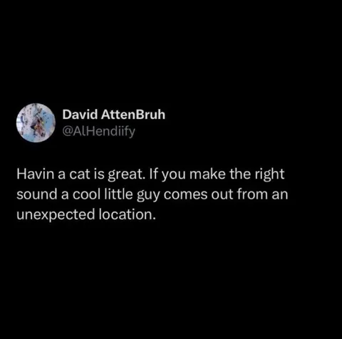 Cool Little Guy Cat Sound