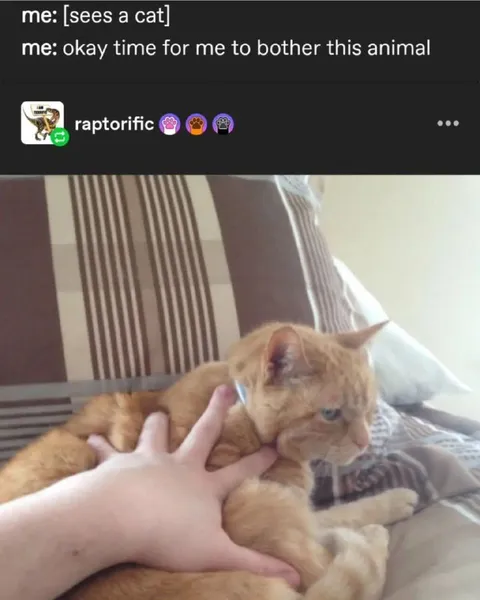 Time to Bother the Cat