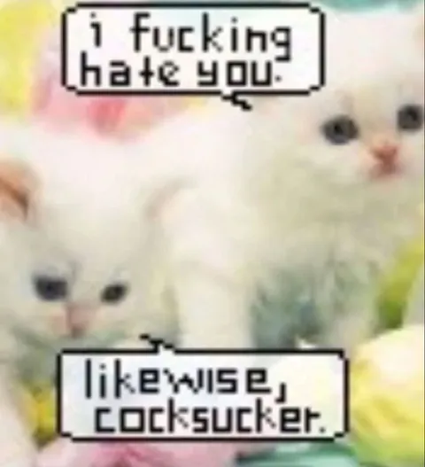 White Cats Insulting Each Other