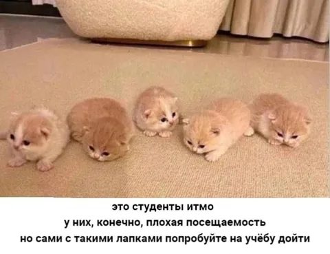 Студенты ИТМО с лапками