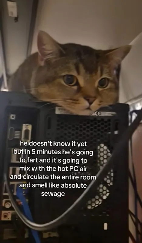 Cat Farts Into Hot PC Air