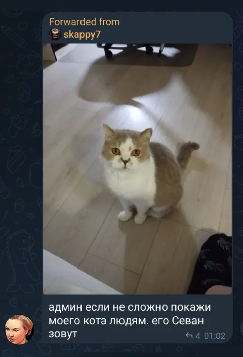 Покажи людям моего кота