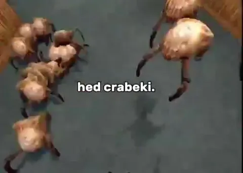 Hed Crabeki invasion