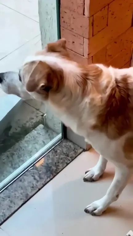 Собака заметила кота