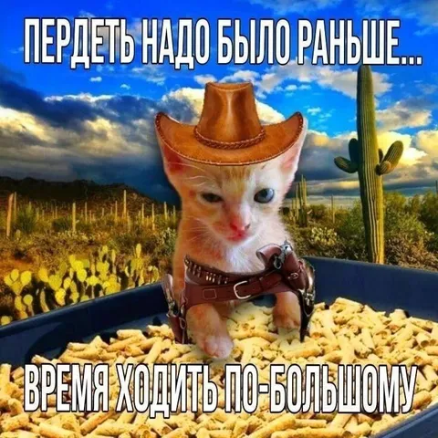 Кот впервые ходит по-большому