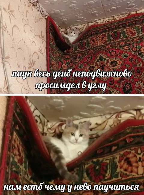 Кот учит паука ползать