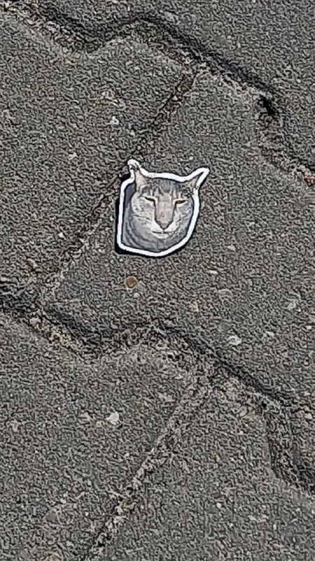 Котёнок на асфальте