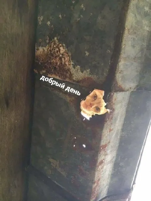 Ржавый кот желает добрый день