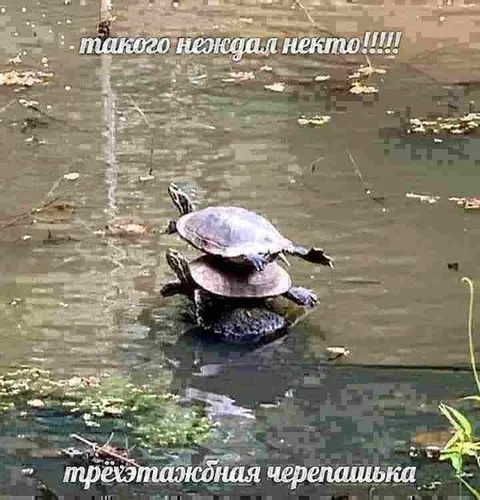 Трёхэтажная черепашка