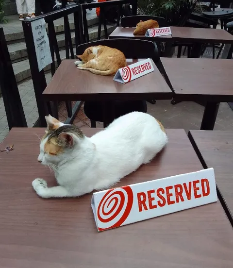 Reserved Tables for Cats