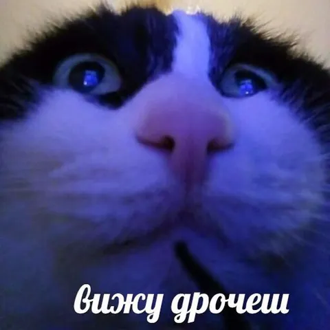 Кот говорит «вижу дрочешь»