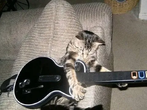 Кот играет на гитаре