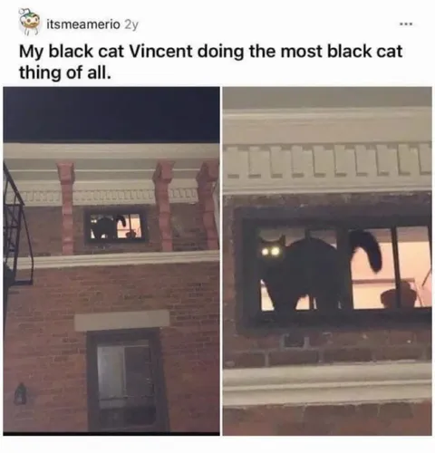 Black Cat Vincent at the Window