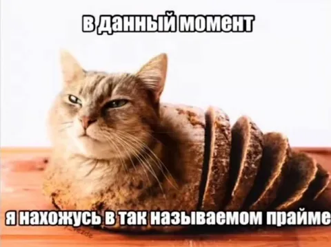 Кот находится в прайме