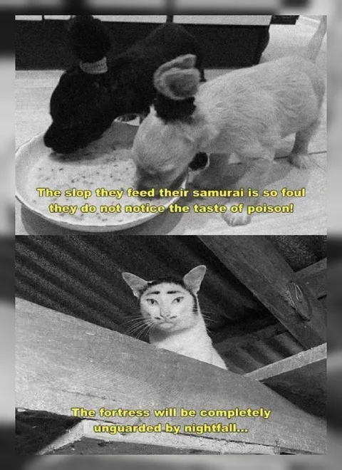 Cats Plotting a Night Raid