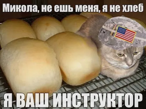 Кот-инструктор среди хлеба