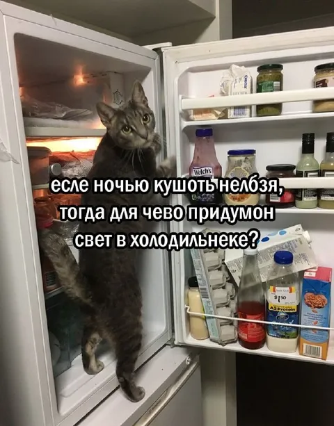 Кот ночью ищет еду в холодильнике