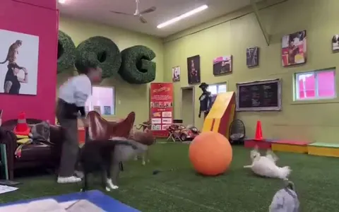 Пёс катается на большом шаре