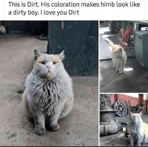 Dirt the Dirty Cat