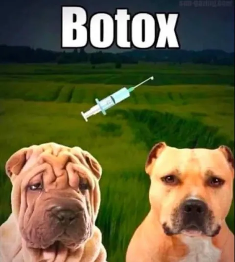 Botox for Dogs