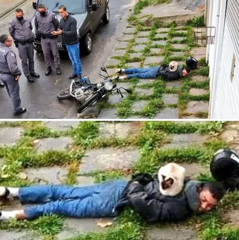 Кот задержал преступника