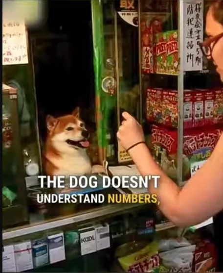 Dog Doesn't Understand Numbers