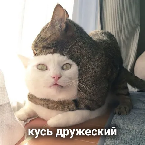 Кусь дружеский коты