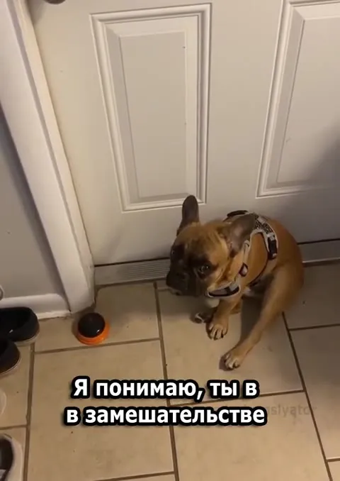 Картоха ждёт прогулку