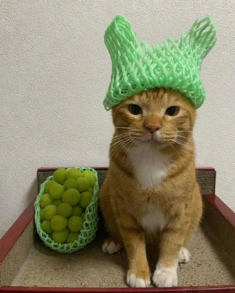 Кот в шапке из сетки