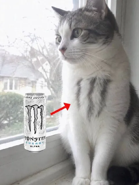 Cat Powered by Monster Energy