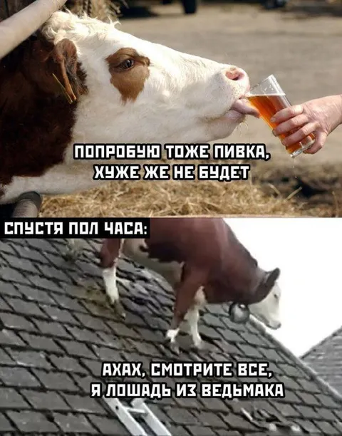 Корова выпила пивка