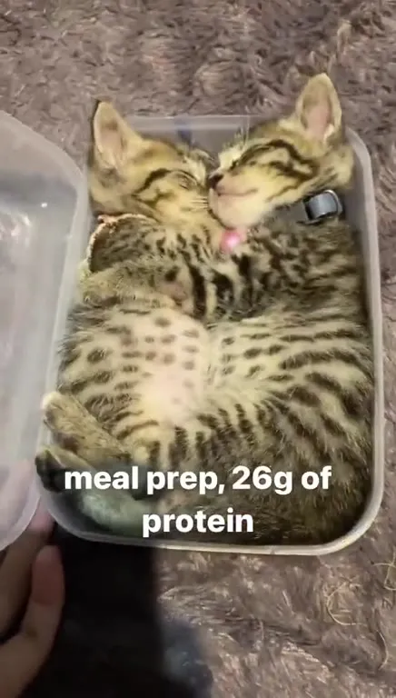 Meal Prep Kittens
