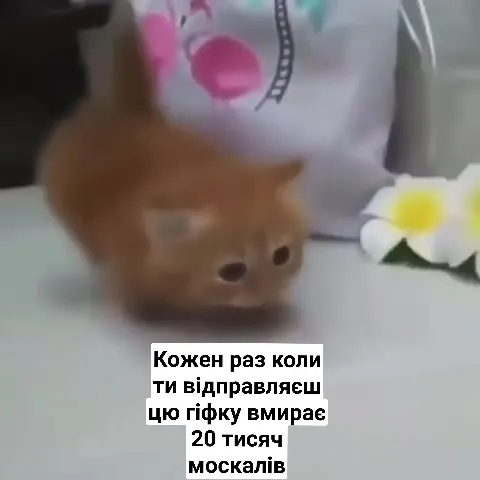 Кіт наближається до камери