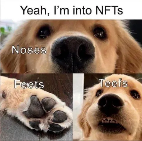 Dog Is Into NFTs