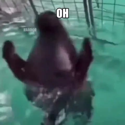 Russian Seal Bluffing
