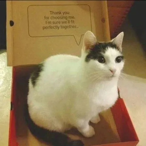 Cat Thanking You for Choosing Me