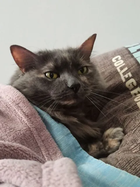 Unimpressed Blanket Cat
