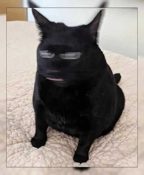 Чёрный кот с сонным взглядом