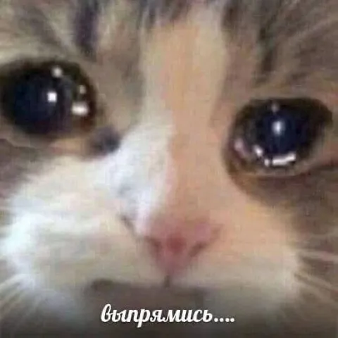 Впярямись, котик