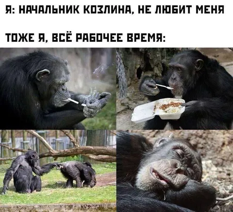 Начальник козлина, а я работаю