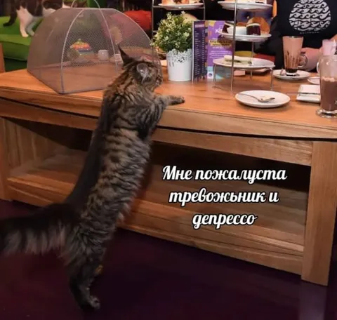 Кот заказывает тревожник и депрессо