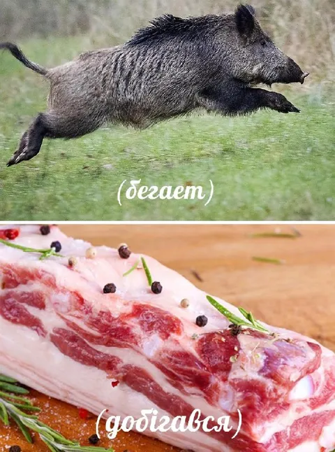 Кабан бегает, сало добывается