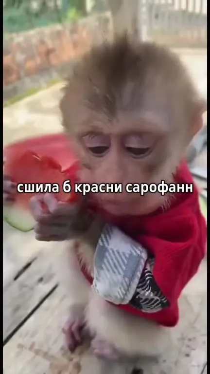 Обезьяна хочет всё подряд