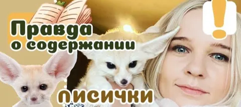 Правда о содержании лисички