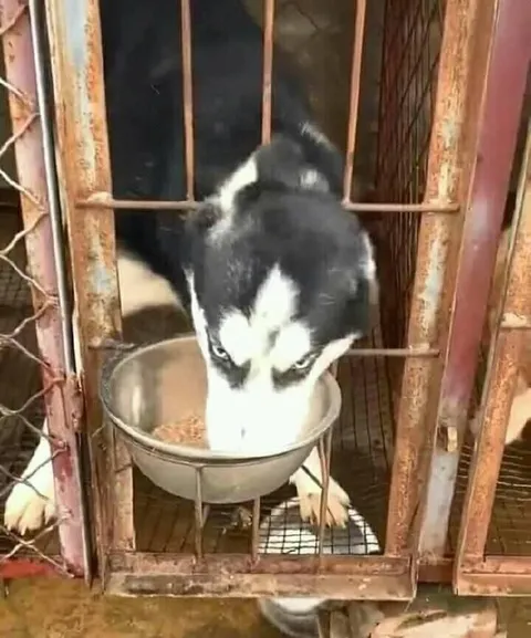 Хаски, застрявший в клетке