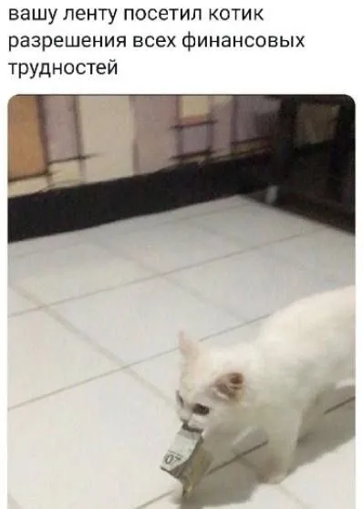 Котик финансовых трудностей