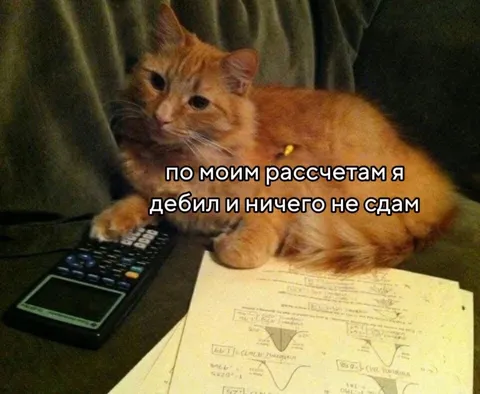 Кот считает, что всё провалил