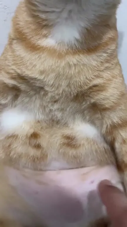 Gato cobra pagamento pelas unhas