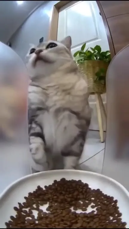 Кот танцует у миски