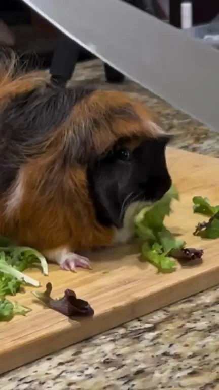 Guinea Pig in Peru